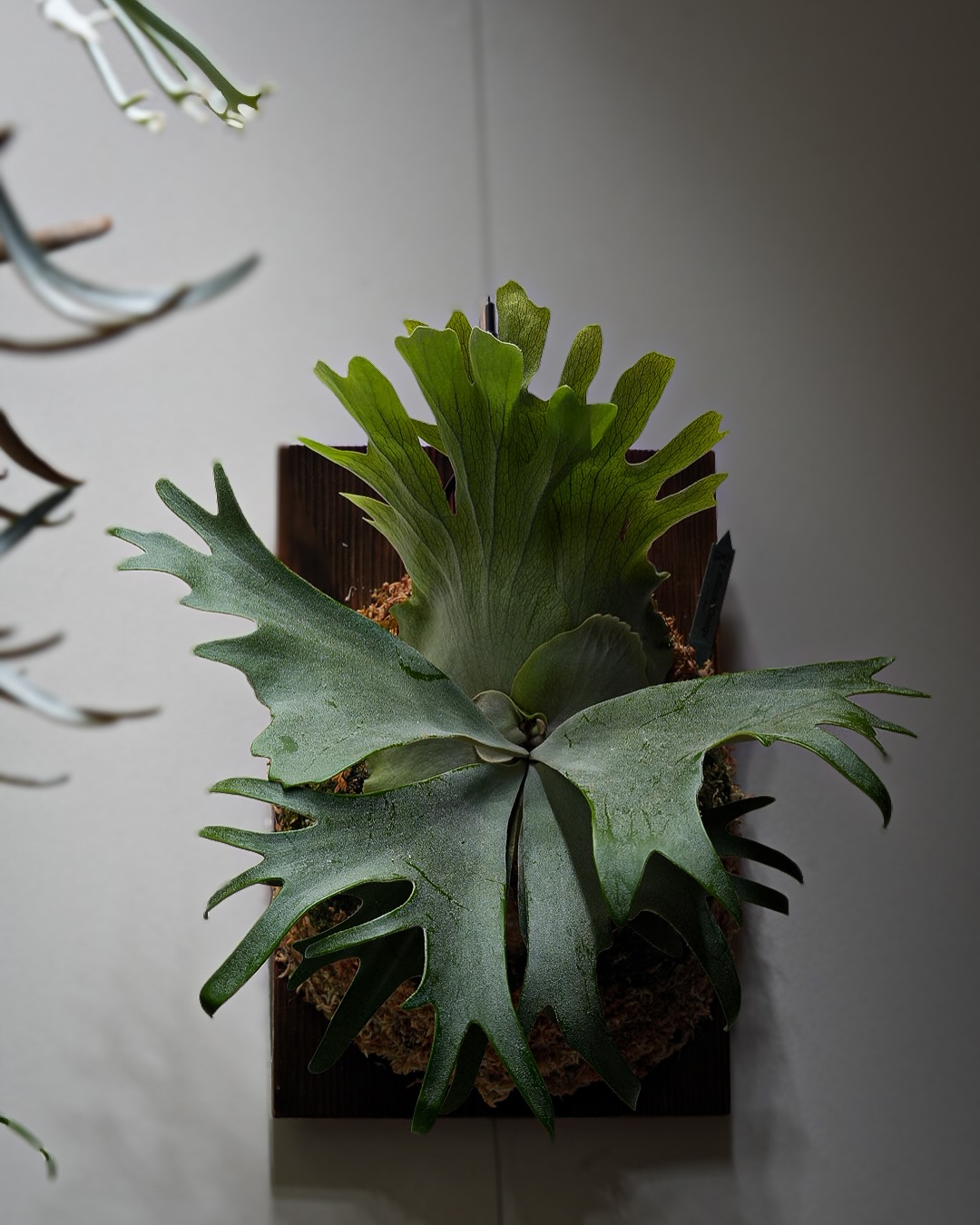 P.willinckii omega from @bikakumafia 気に入ったビカクは投稿頻度