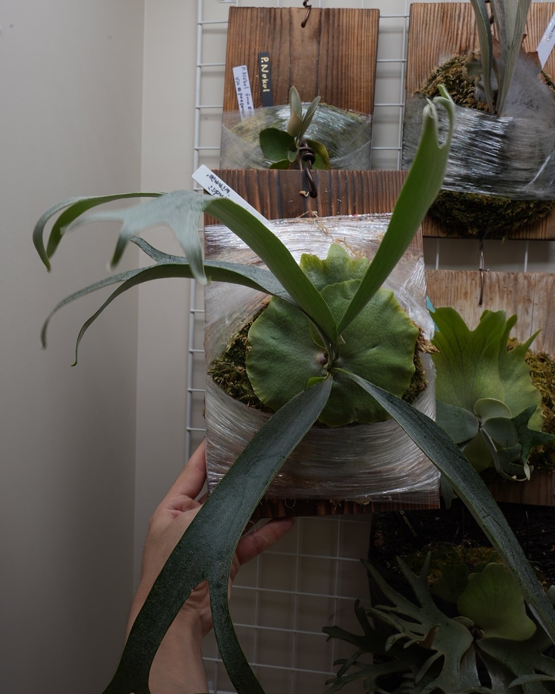 P.willinckii winnie from @big_bell.plants_aqua 苔増し