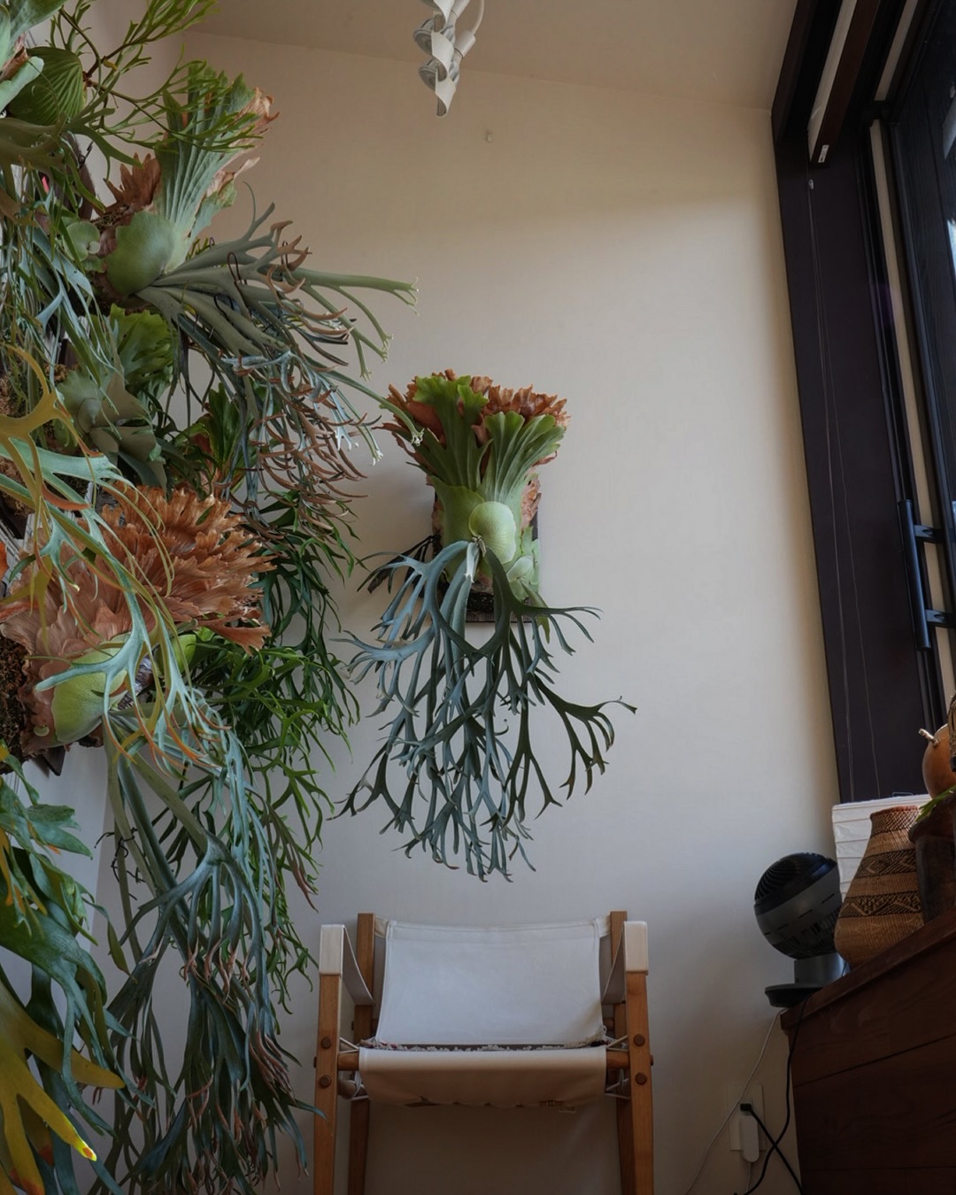 P.willinckii smurf from @katsu_hibino あれ、俺ん家植物多くね？