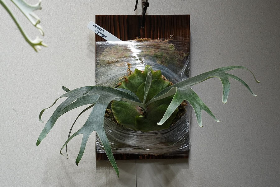 P.willinckii winnie from @big_bell.plants_aqua めっち