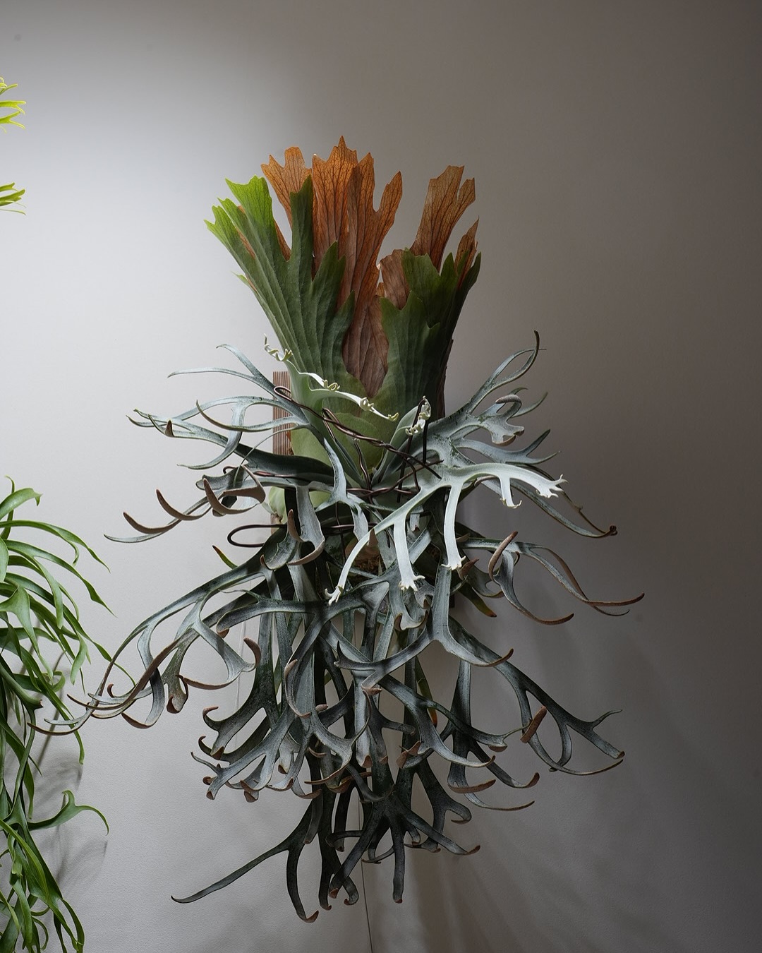 P.willinckii moonlight 胞子葉の出方が嫌な感じなので、もう草じゅうワイヤーまみ