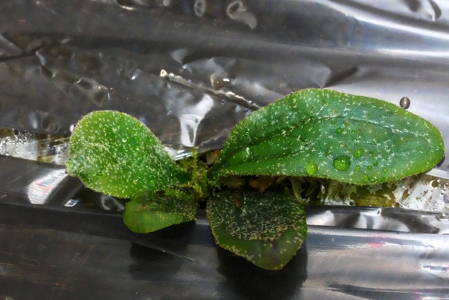 P.willinckii fishbone from @tmk_plants トイレの棚にひっそりと