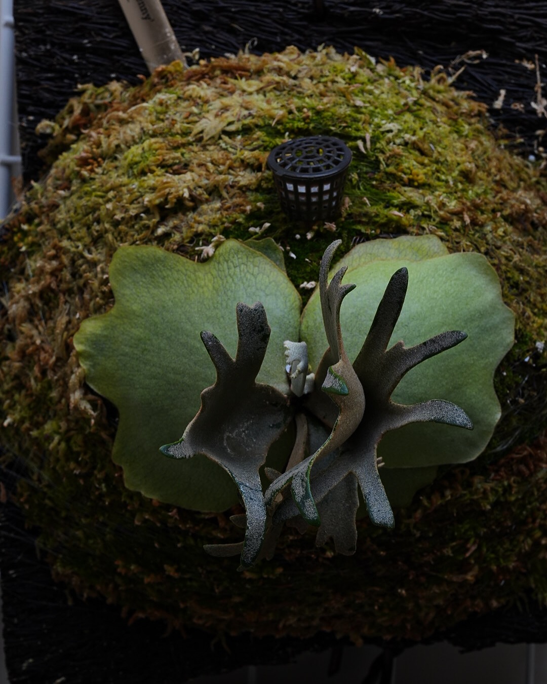 P.willinckii ‘Jenny’ from @bikakumafia このサイズでこの分岐。