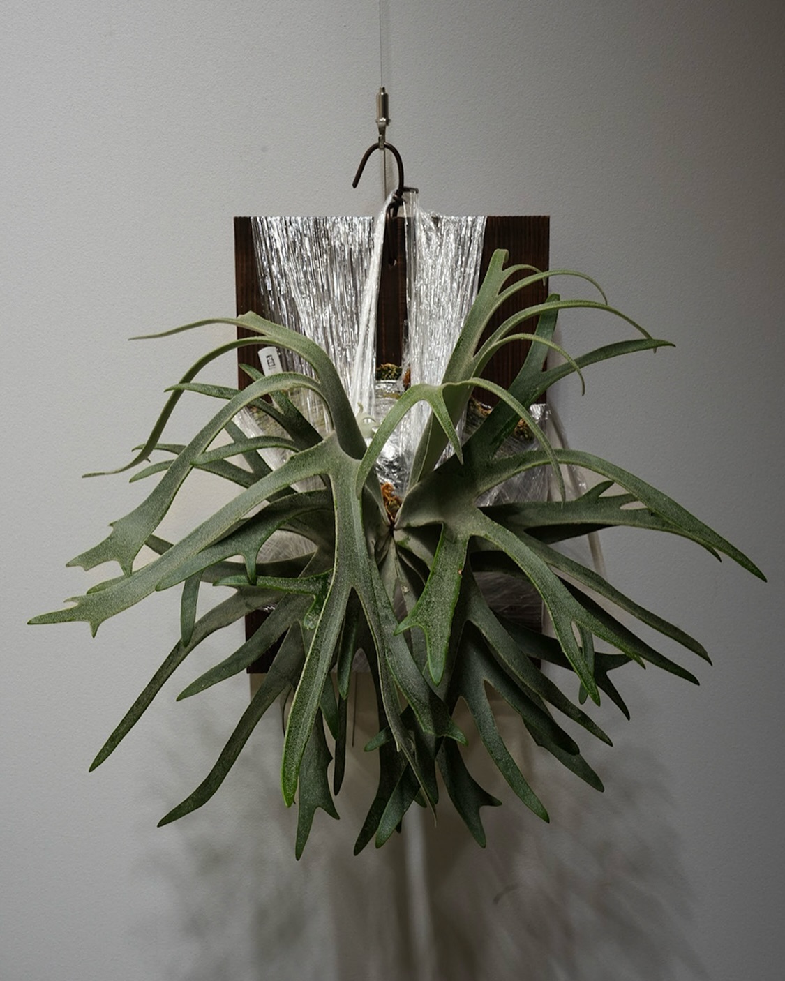 P.willinckii 伊弉諾 やっと貯水葉。これで勝つる。