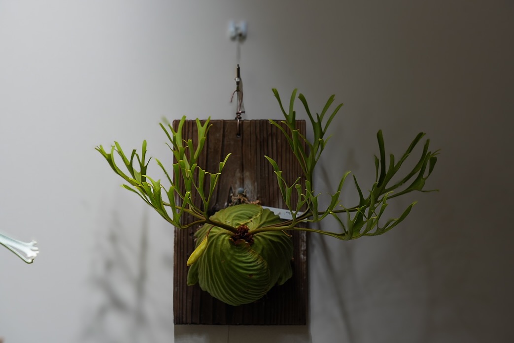 Platycerium ridleyi nano from @katsu_hibino オレ、リドレ