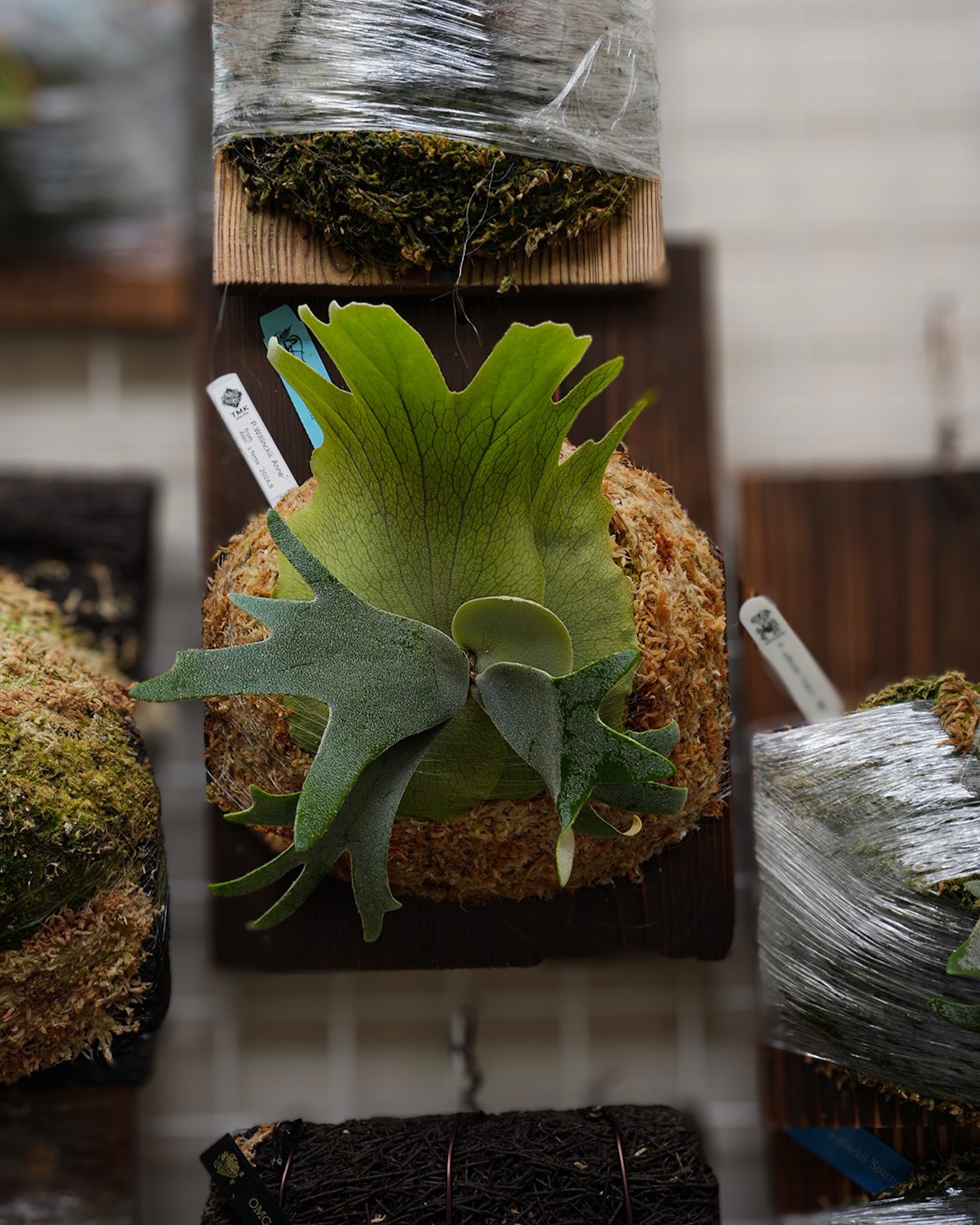 P.willinckii anne from @tmk_plants あ…ありのまま 今 起こった事