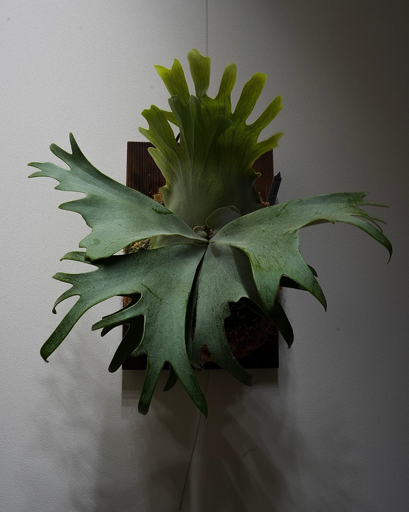 P.willinckii omega from @bikakumafia 苔増しマグァンプ。 オンリ