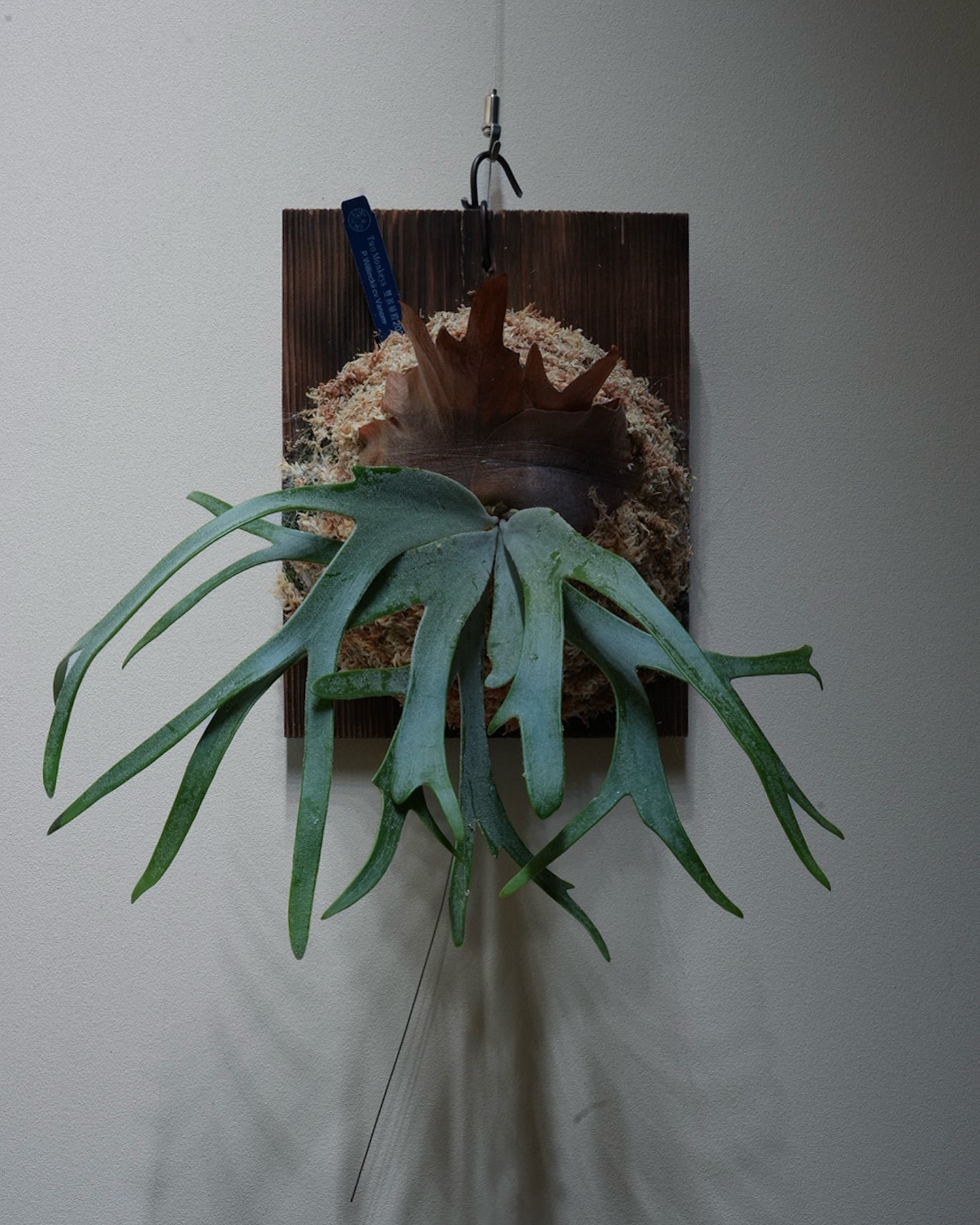 P.willinckii vanorn 苔増しマグァンプ。 こいつも将来が楽しみなウィリンキー