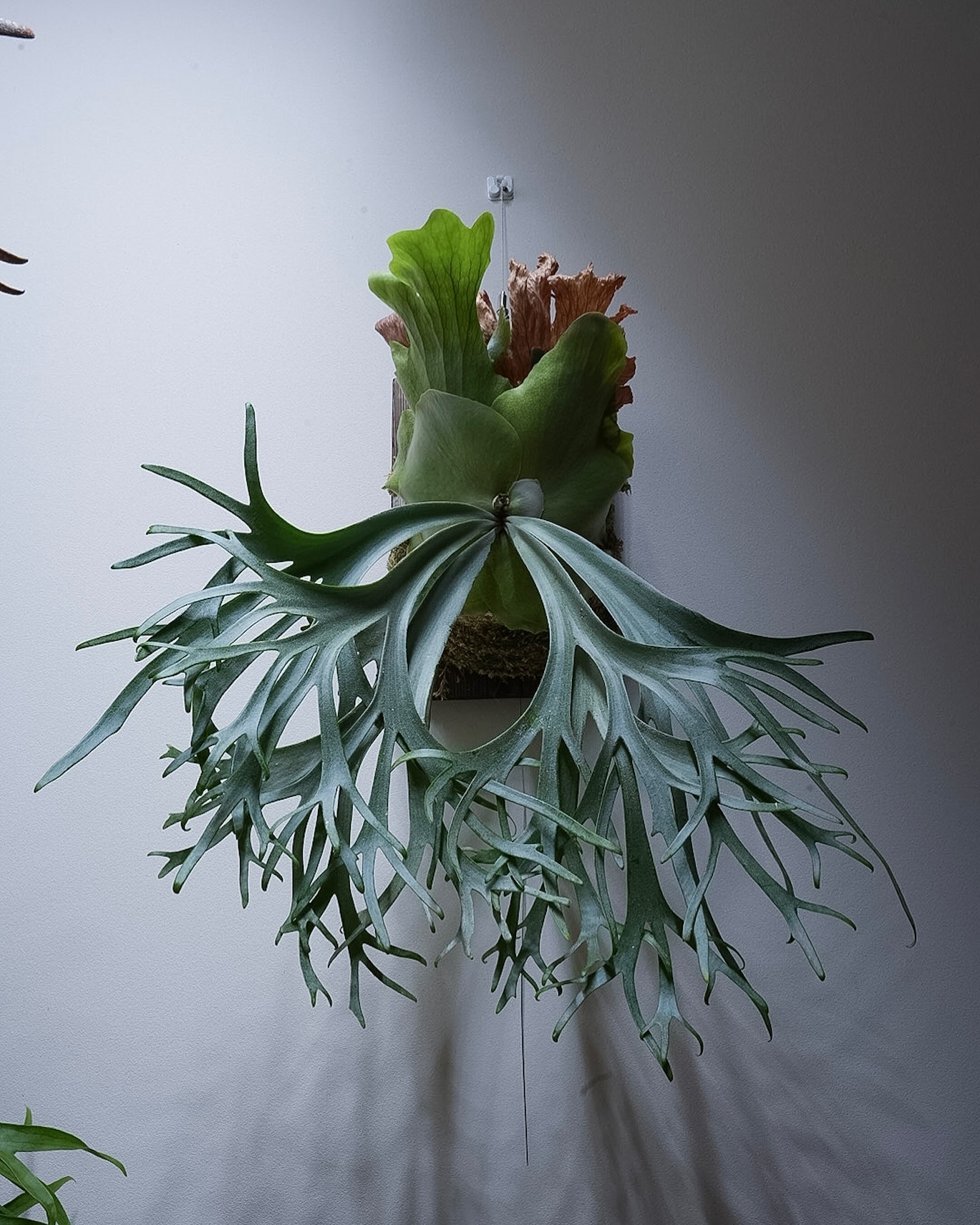 P.willinckii blue queen 貯水葉が不調。 楽しみにしてた分残念