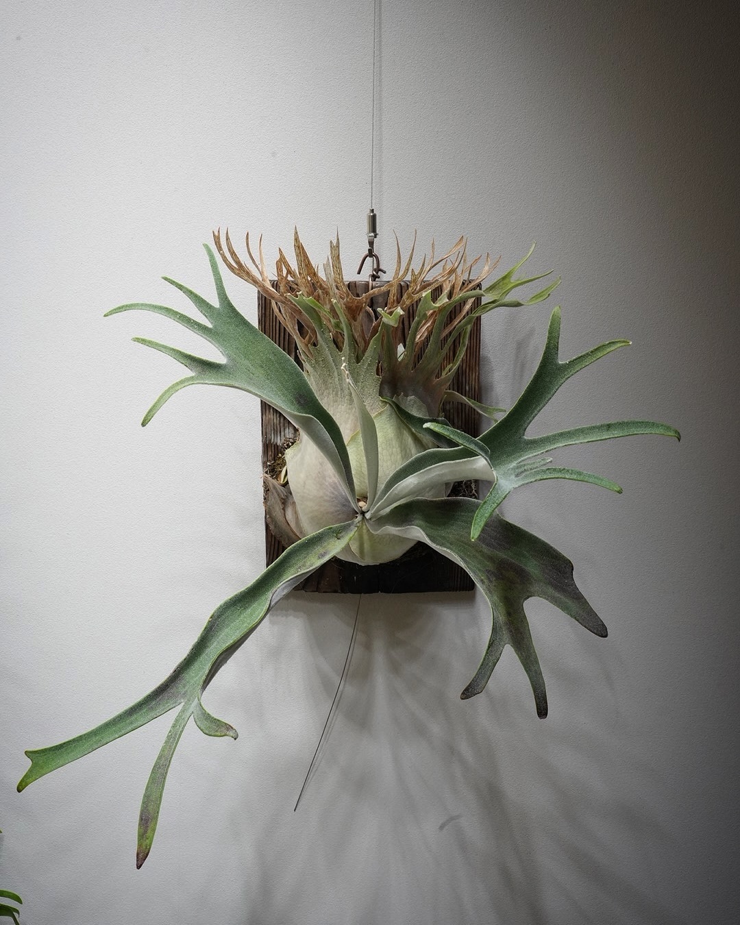 P.veitchii auburn river胞子培養＃3 雷属性 植物族 攻撃力1900 守備力7