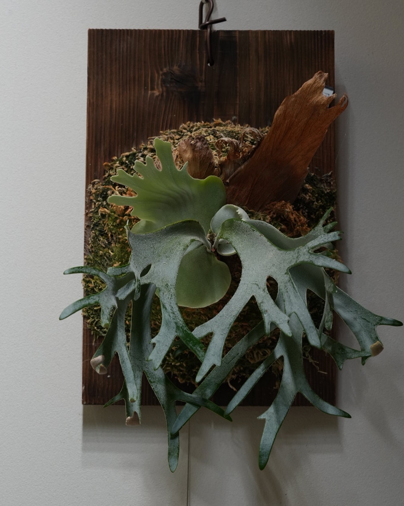 P.willinckii gabriel from @iggy421 なかなかよい貯水葉でありますな