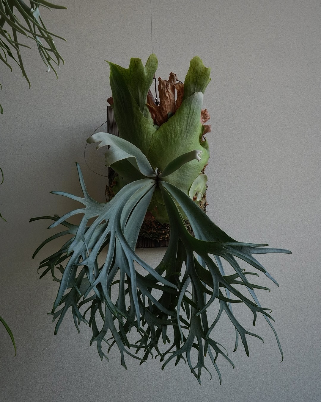 P.willinckii blue queen ブルーで連想される漫画は？ 私はやっぱり原哲夫先生の