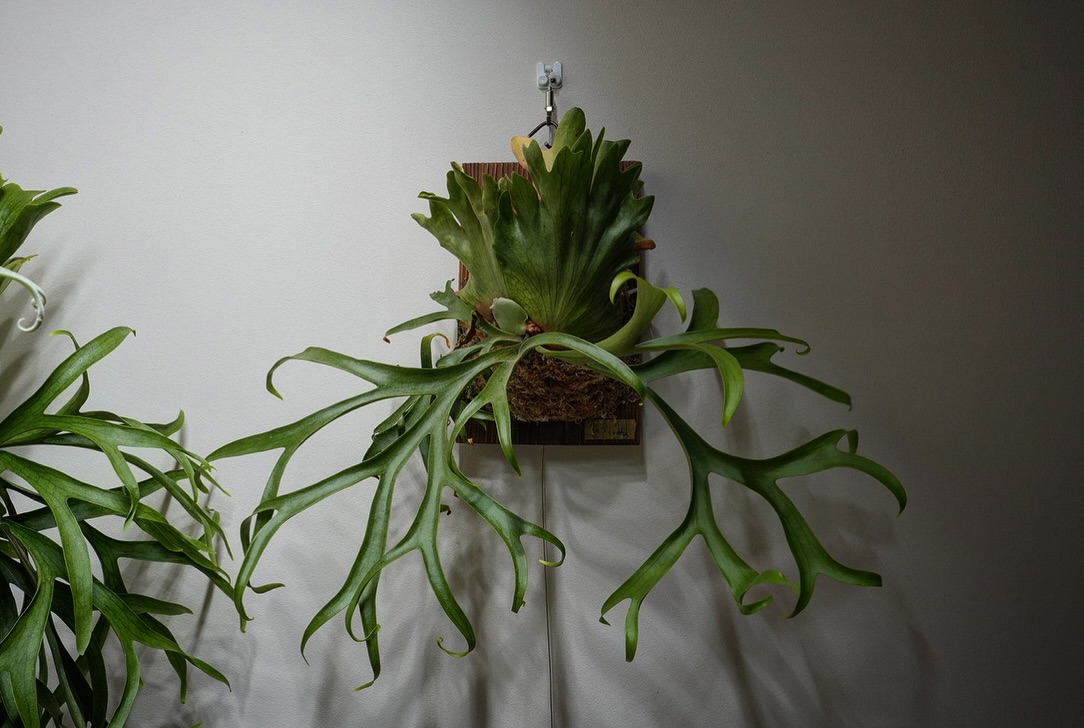 P.coronarium from @katsu_hibino 苔増ししました。 コロナは素直に育つ