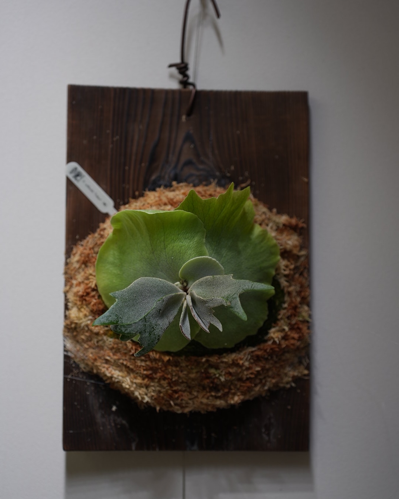 P.willinckii tobari from @pine.field.garage 苔増し、板替