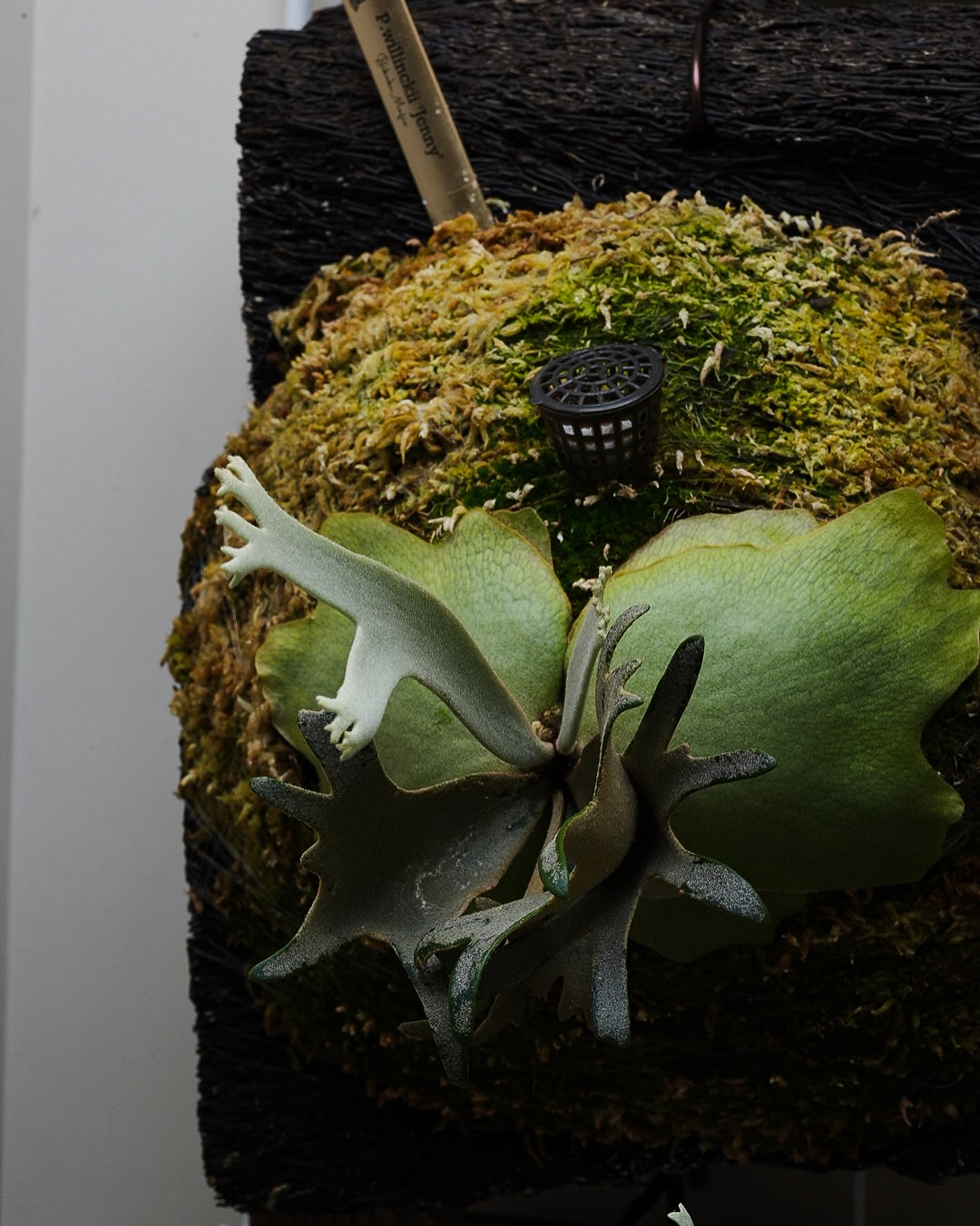 P.willinckii ‘Jenny’ from @bikakumafia ビカクあるある ジェニ