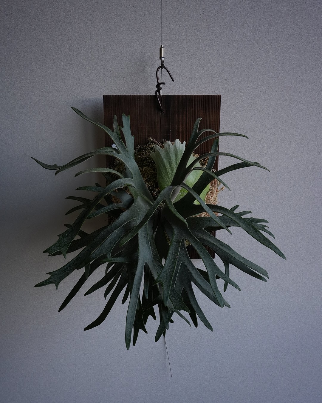 P.willinckii 伊弉諾 from @big_bell.plants_aqua 良いプロポー