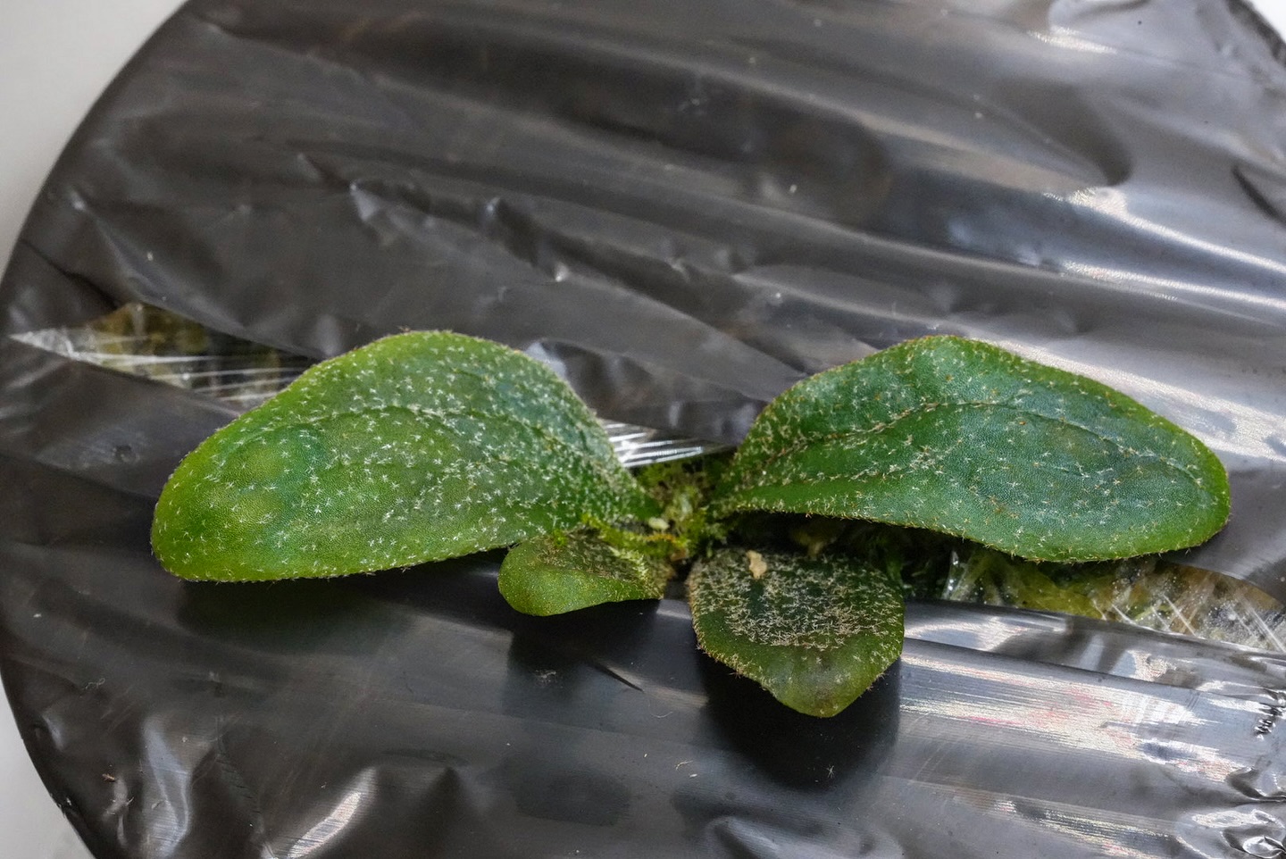 P.willinckii fishbone