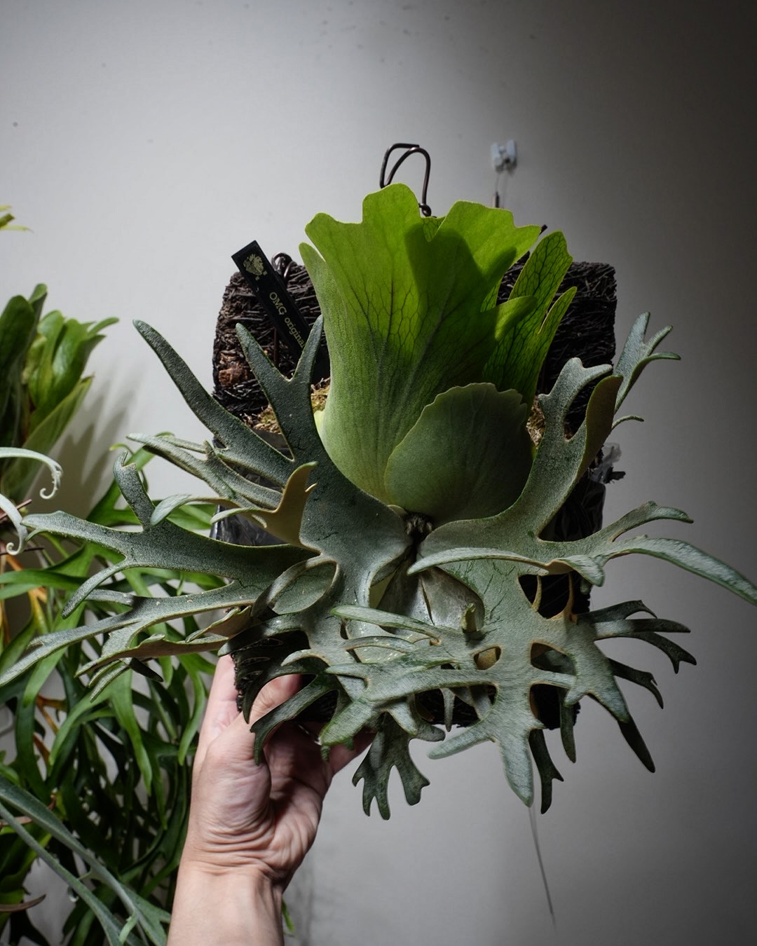 Platycerium willinckii OMG 次の胞子葉は良さげかも。