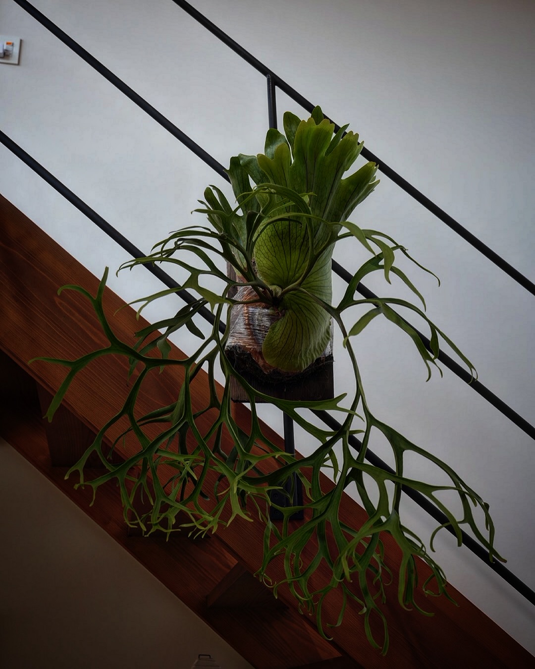 P.coronarium from @katsu_hibino 立派な貯水葉が展開してまいりました。