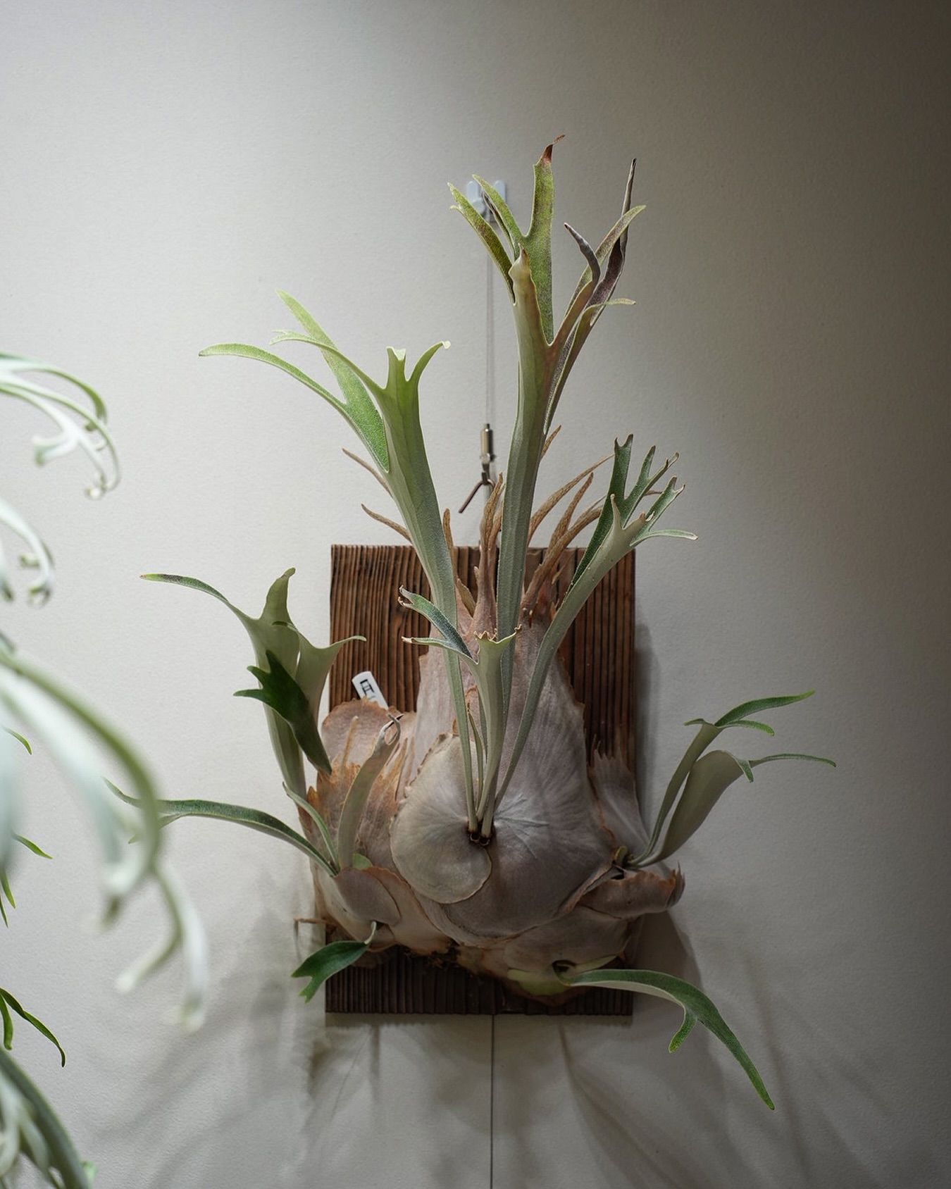 P.veitchii "doralemo”