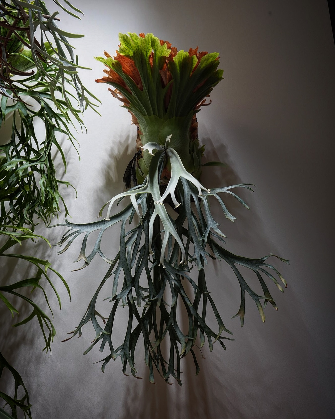 P.willinckii smurf from @katsu_hibino いいわね。