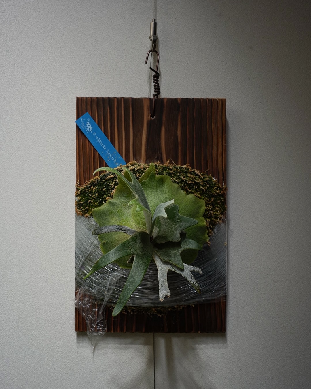 P.willinckii Sparrow X from @bikakuinu 雰囲気出てきました。 