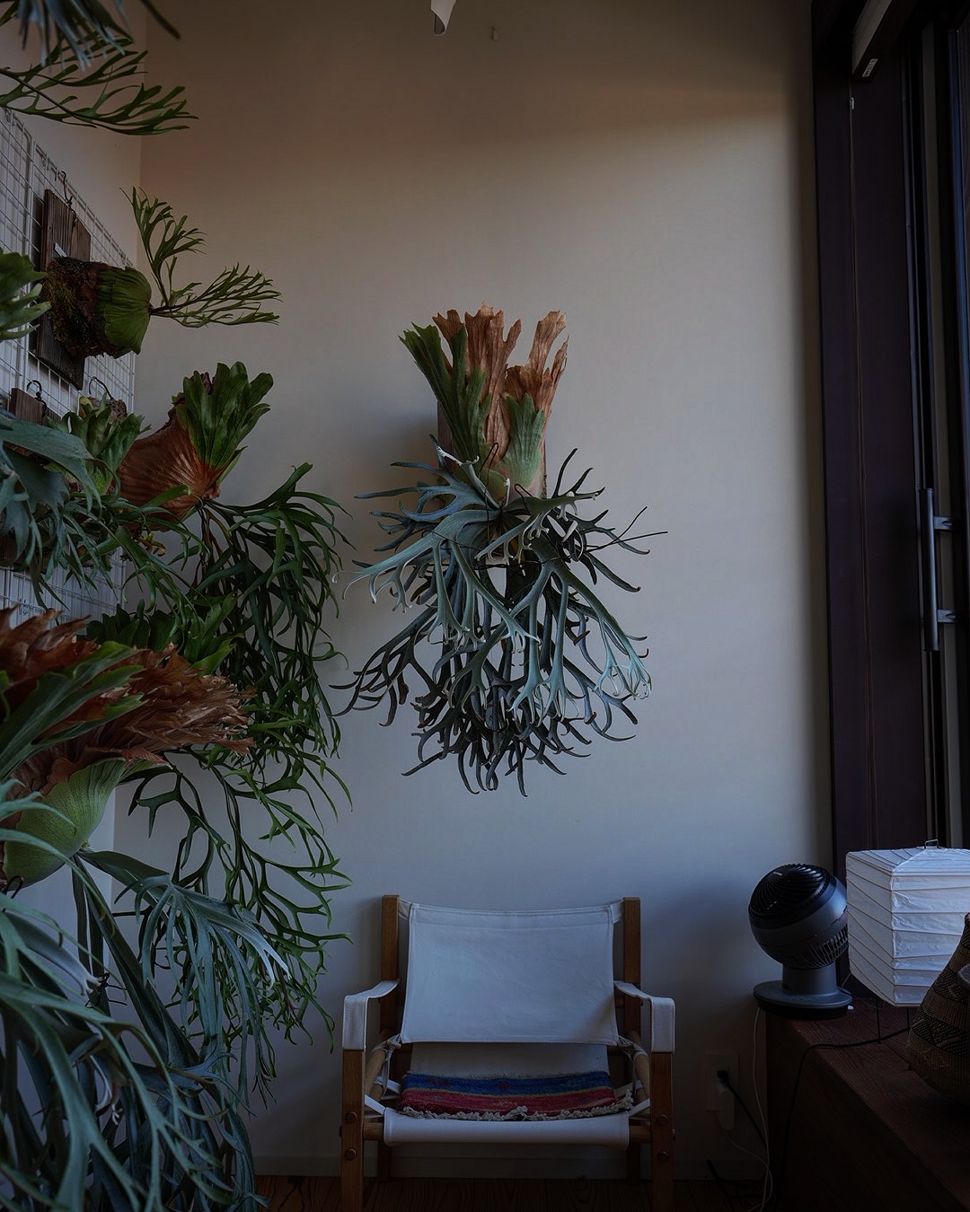 P.willinckii moonlight なかなか。