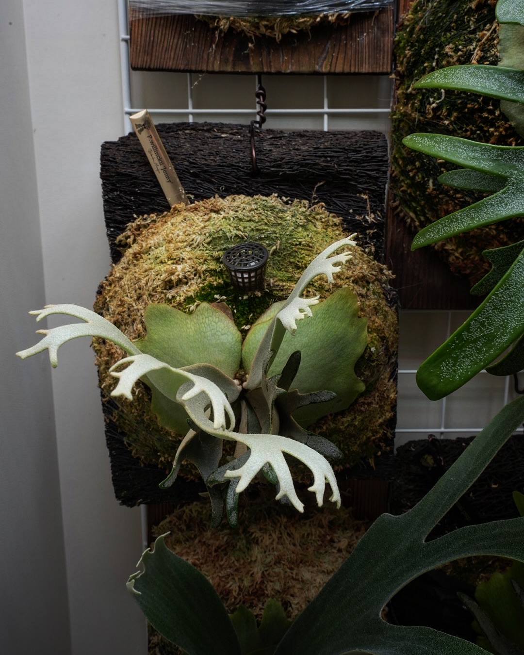 P.willinckii ‘Jenny’ from @bikakumafia 成長早いですね。