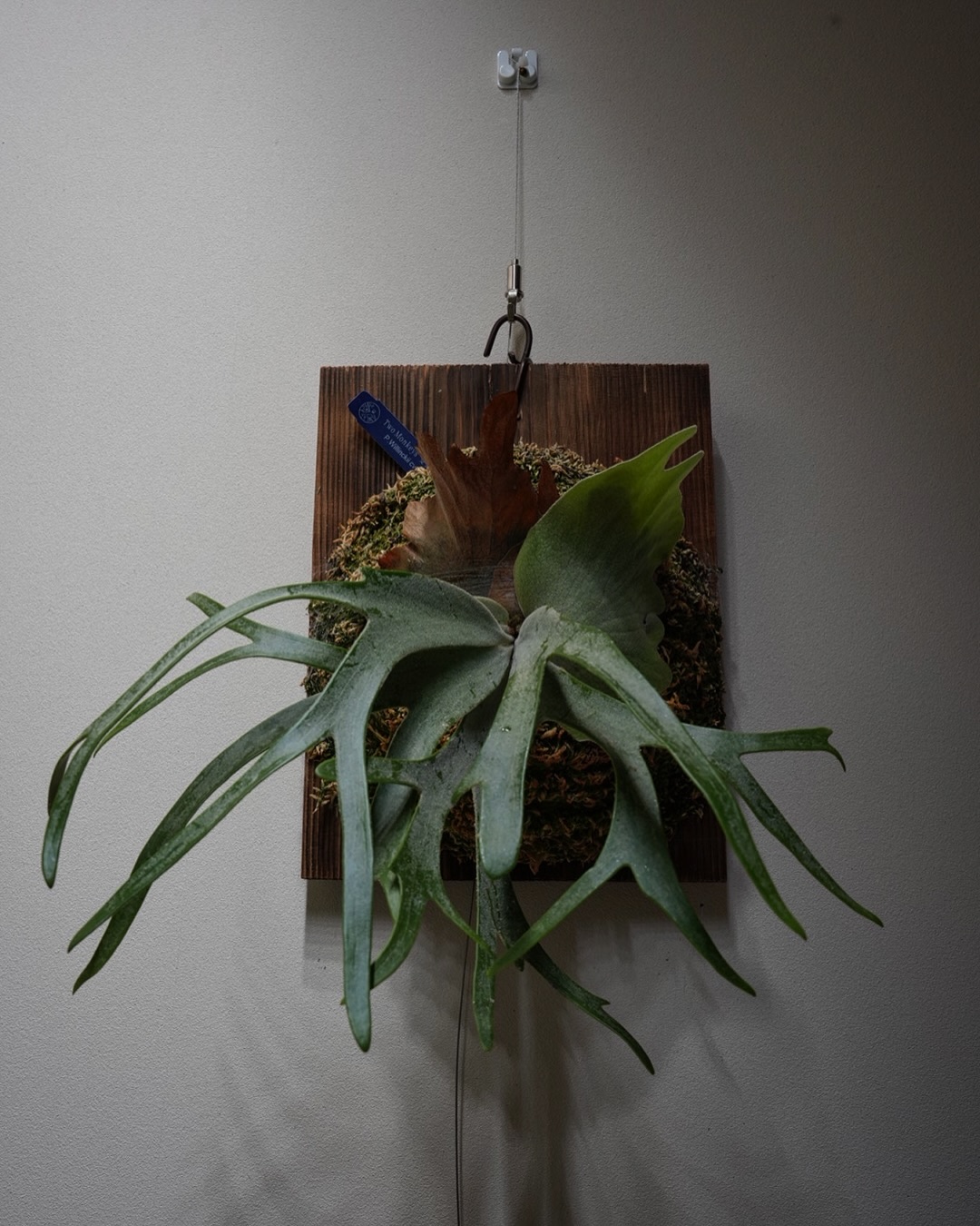 P.willinckii vanorn 次の貯水葉はいい感じ。 ピピン系になるでしょう。