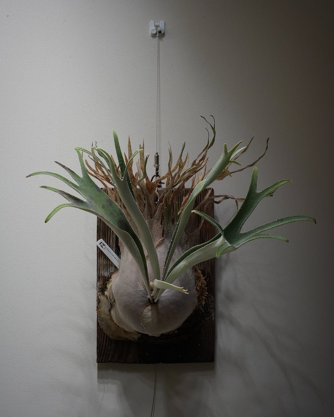 P. veitchii auburn river