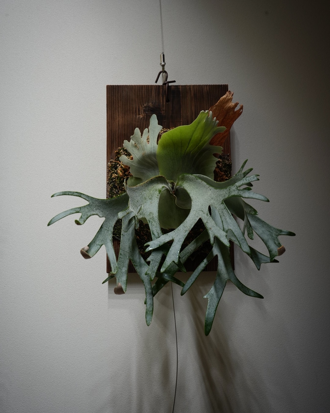 P.willinckii gabriel from @iggy421 可能性を感じる