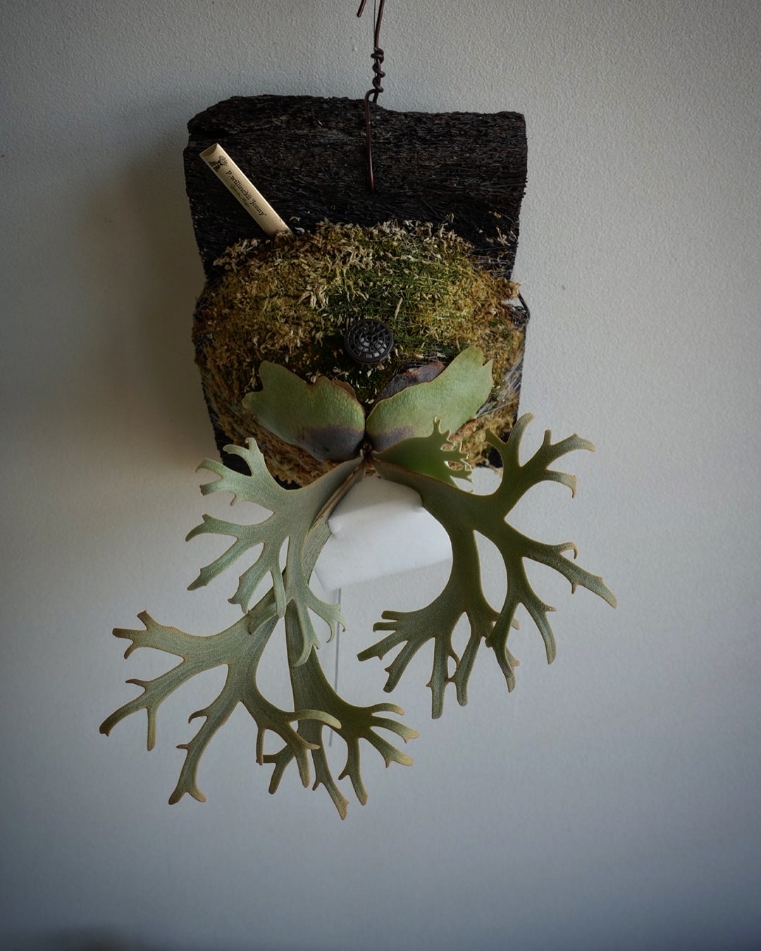 P.willinckii ‘Jenny’ from @bikakumafia それっぽくなってきまし