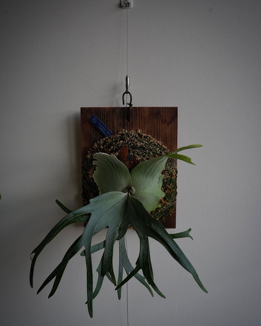 P.willinckii vanorn これはドストライクなプロポーションになりそうな予感。 ナイス