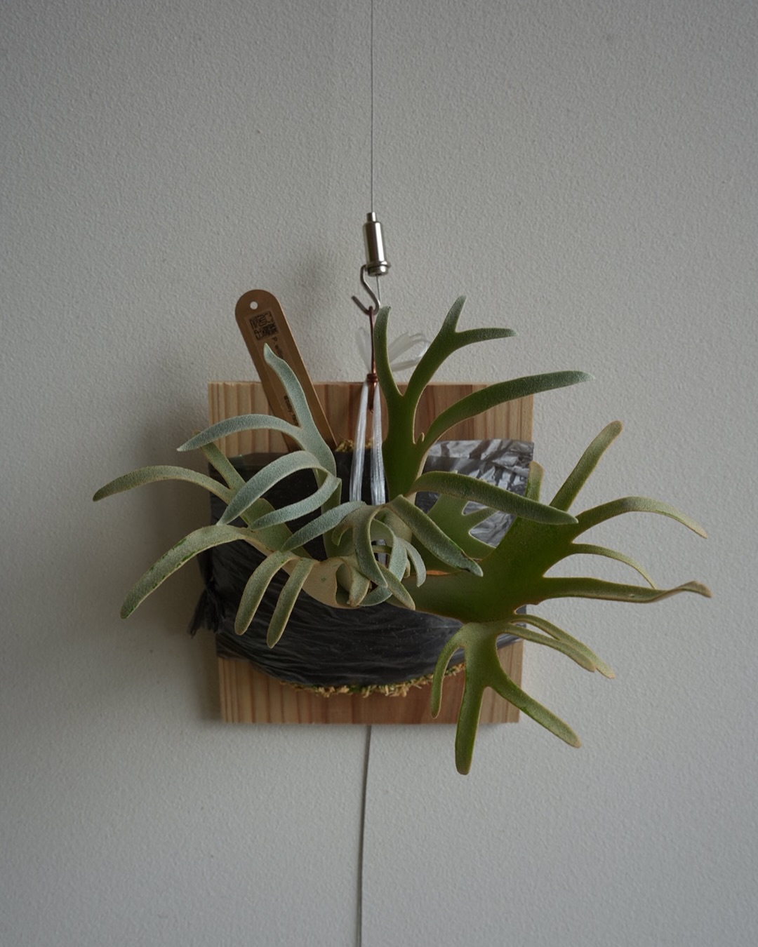 Platycerium willinckii 'Blue Queen' spore dwarf fr