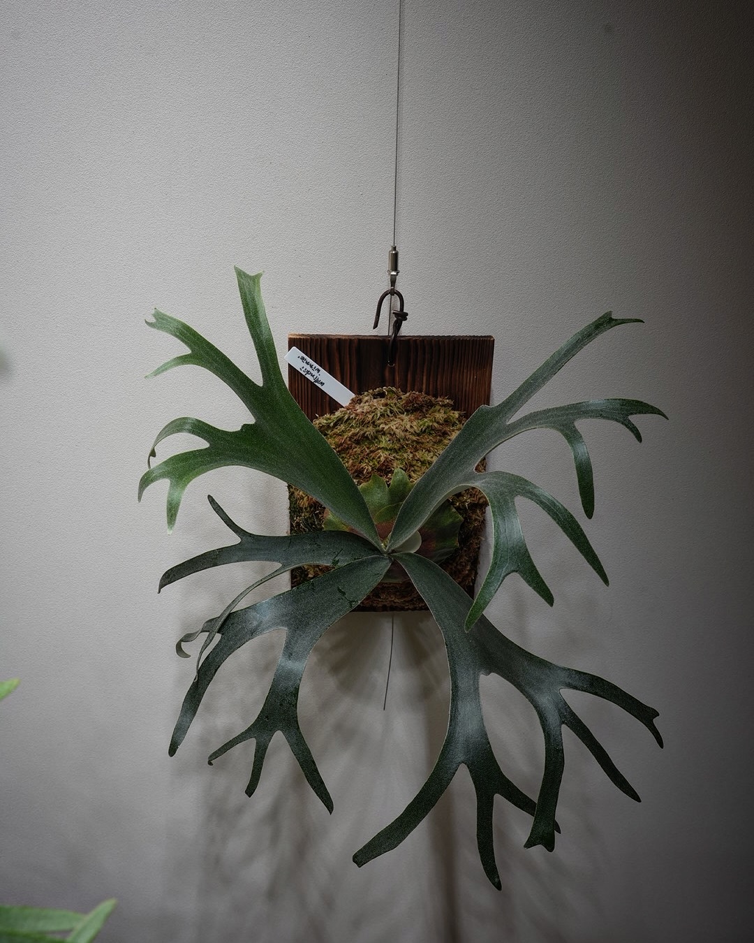 P.willinckii winnie from @big_bell.plants_aqua アルシ