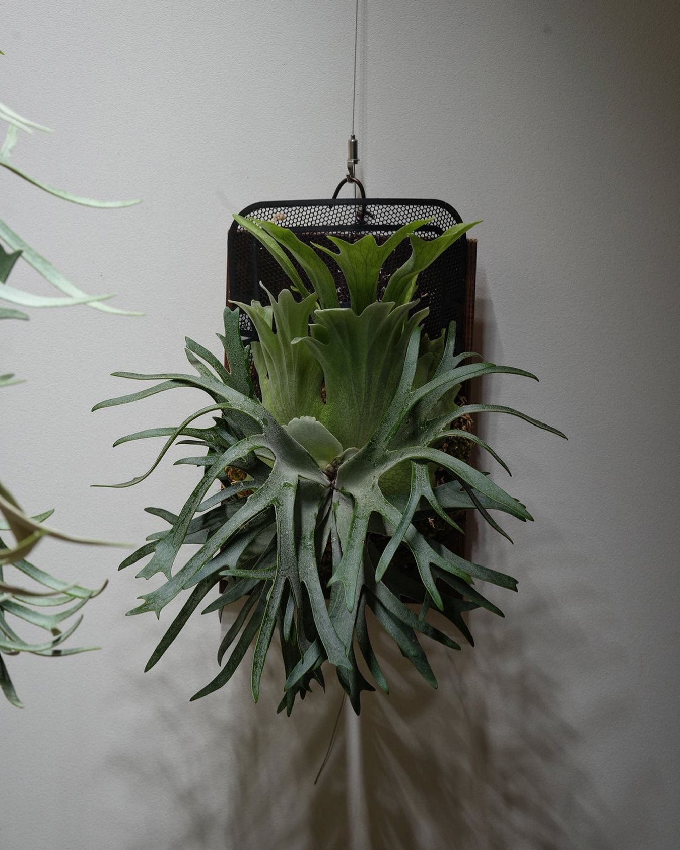 P.willinckii 伊弉諾 from @big_bell.plants_aqua ええやろ？