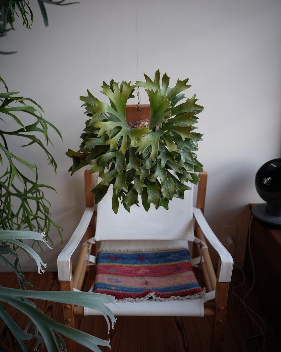 P.hillii has この株はその昔、三重糜会会長兼東海糜会副会長であられる @zutto_ki