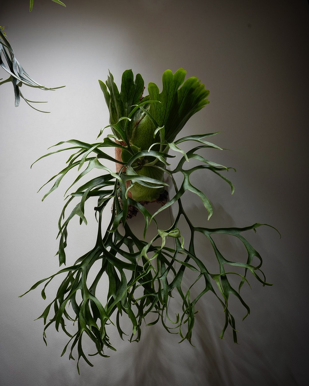 P.coronarium waiwai from @vandaka_plants ぴろぴろのちりちり