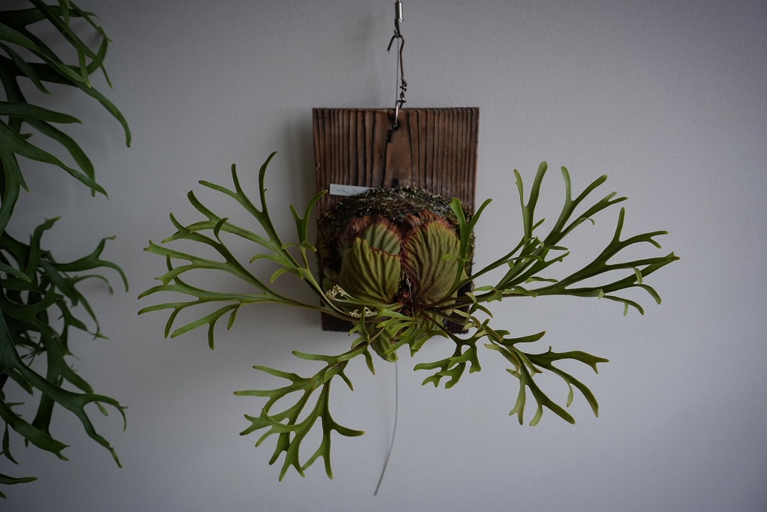 Platycerium ridleyi pakarang