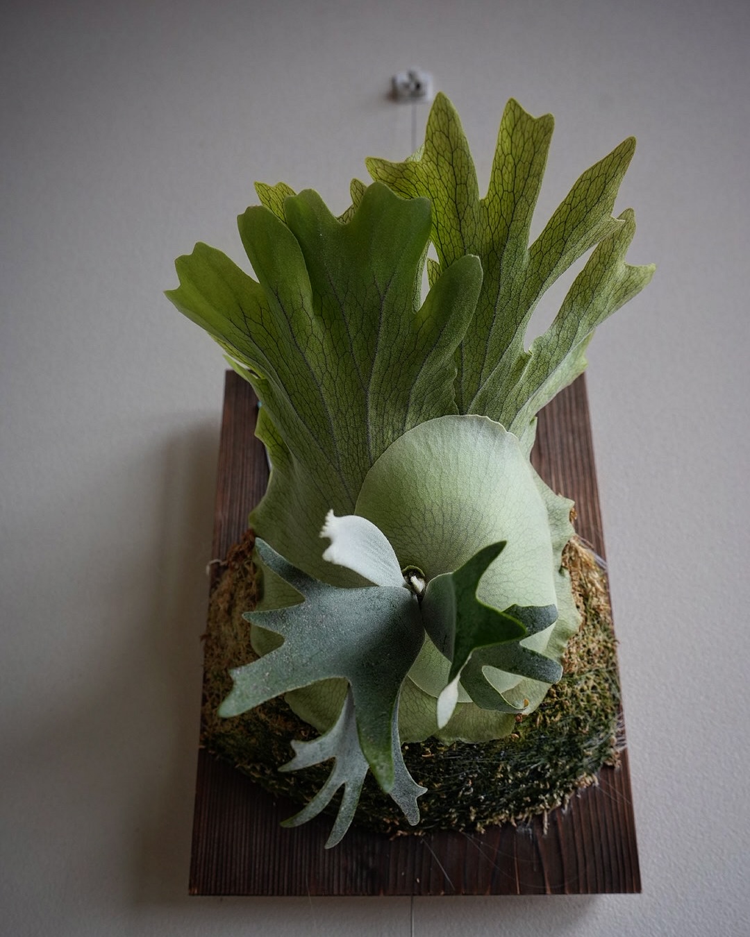 P.willinckii anne from @tmk_plants そろそろトイレ卒業かも