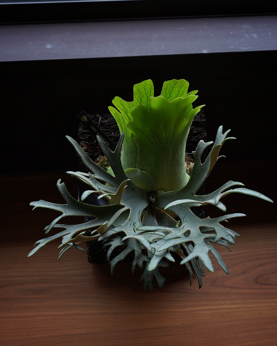 Platycerium willinckii OMG これもいいビカクですね。