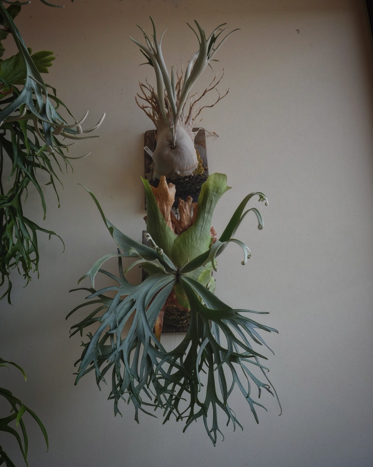 P.veitchii auburn river 胞子培養株 P.willinckii blue qu