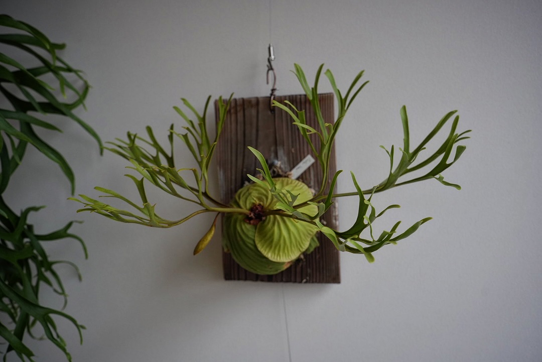 Platycerium ridleyi nano from @katsu_hibino 全方位絵にな