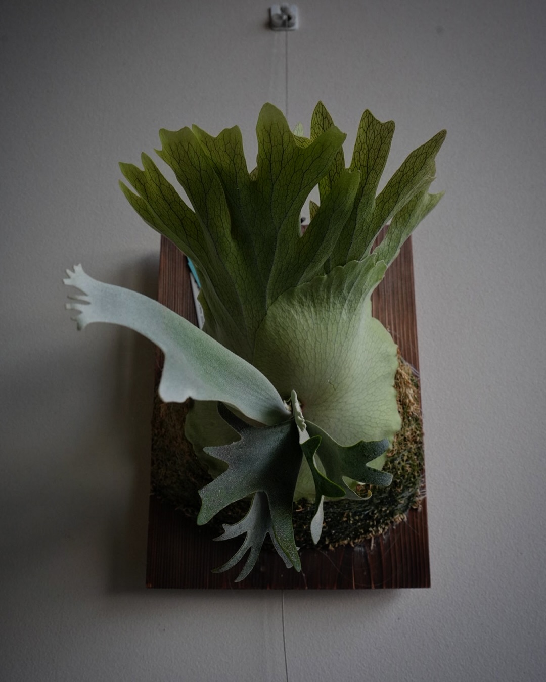 P.willinckii anne from @tmk_plants 私はガチ育成のビカクについては