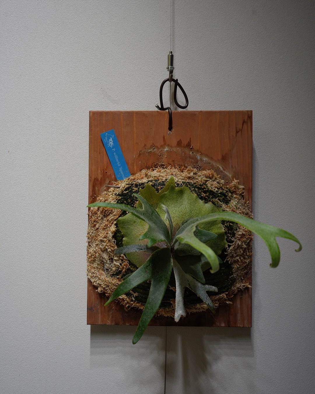 P.willinckii Sparrow X