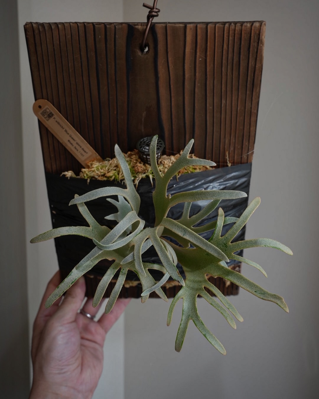 Platycerium willinckii 'Blue Queen' spore dwarf fr