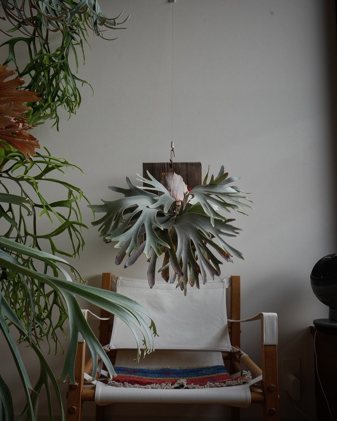 P.White gizmo 胞子つきました。 このビカクもなかなか良いビカクです。