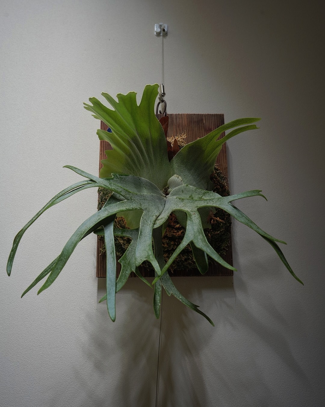 P.willinckii vanorn 横にデップリな感じがいいですね。