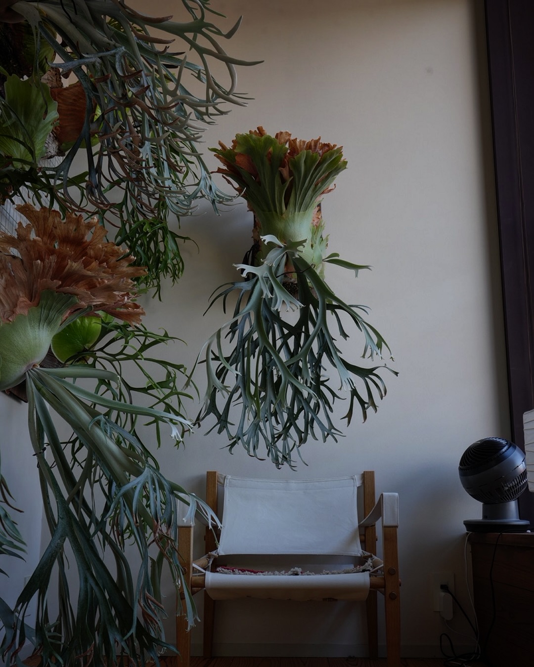 P.willinckii smurf from @katsu_hibino とても良いビカクです。 