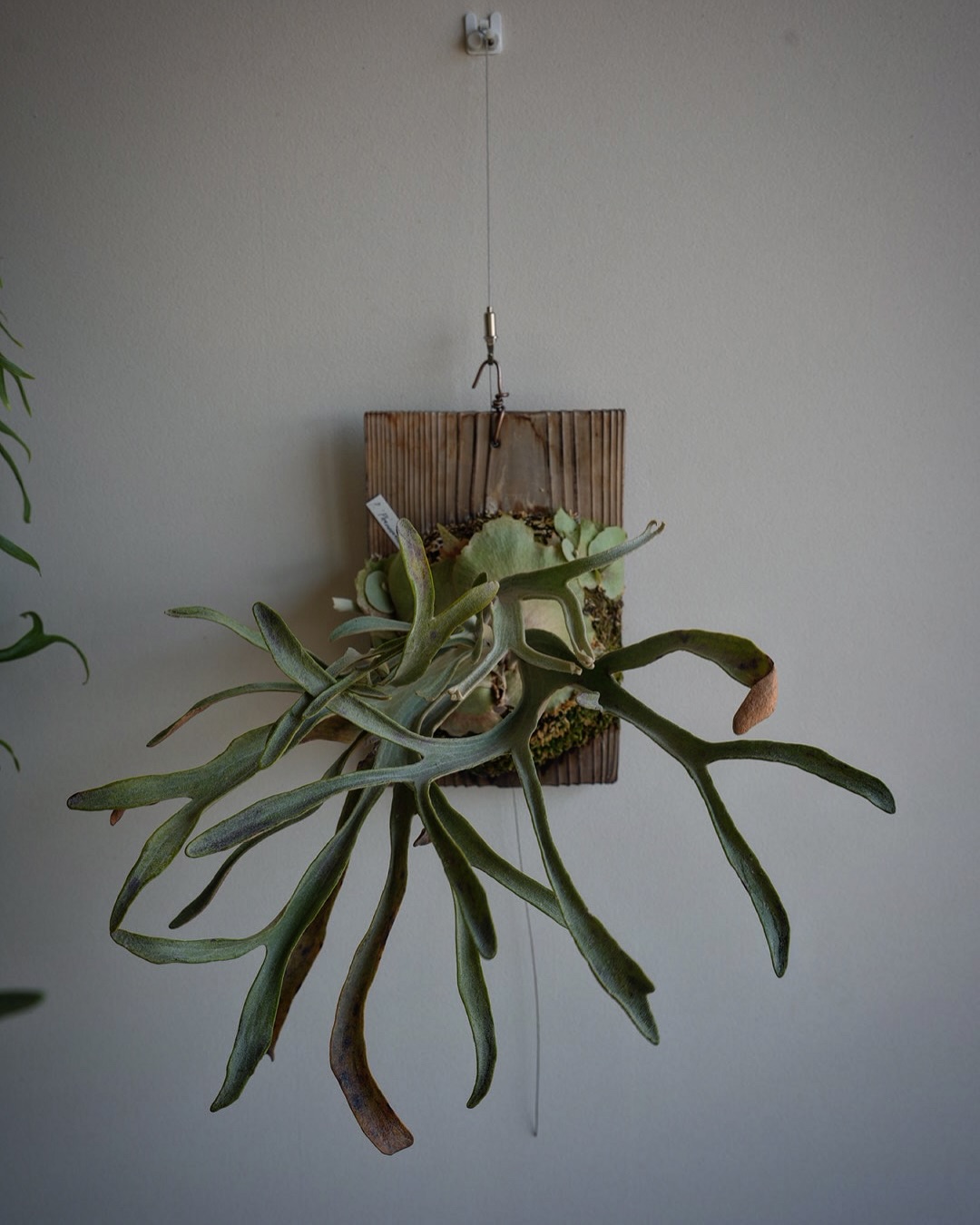 P.Phenomenal from @katsu_hibino 干物みたいなビカクシダ。